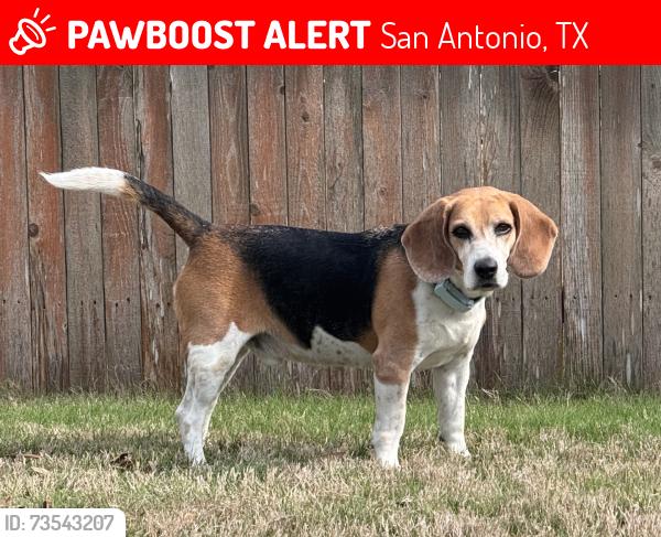 Lost Male Dog last seen Redland Rd & Loop 1604, San Antonio, TX 78247