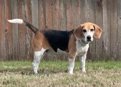 Lost Male Dog last seen Redland Rd & Loop 1604, San Antonio, TX 78247