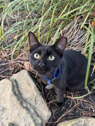 Lost Male Cat last seen Landmark at spring cypress apmts, Spring, TX 77388