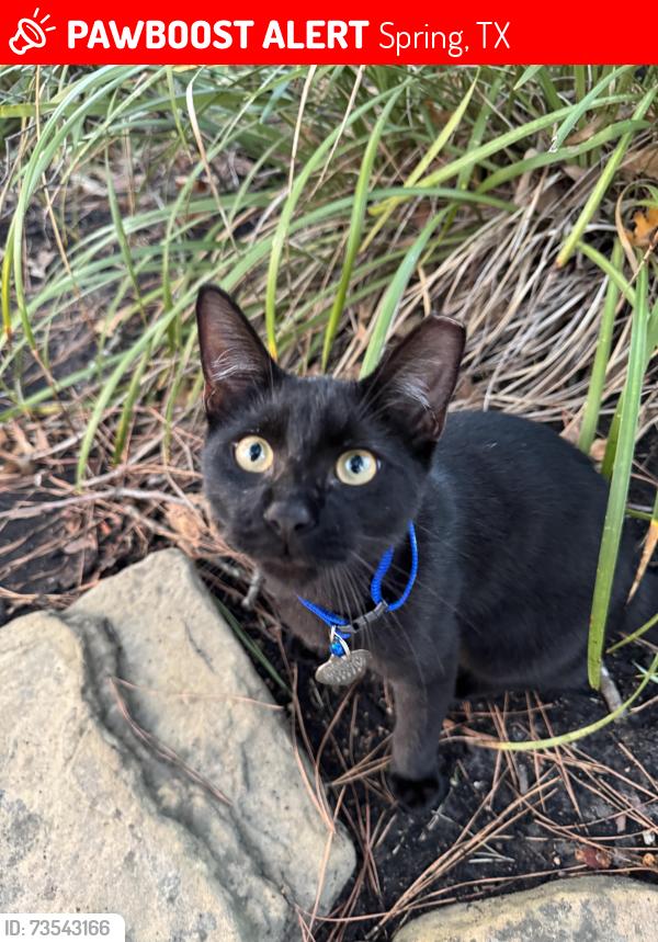 Lost Male Cat last seen Landmark at spring cypress apmts, Spring, TX 77388