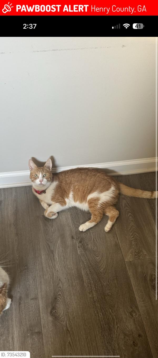 Lost Male Cat last seen Catalina, Henry County, GA 30252