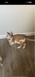 Lost Male Cat last seen Catalina, Henry County, GA 30252