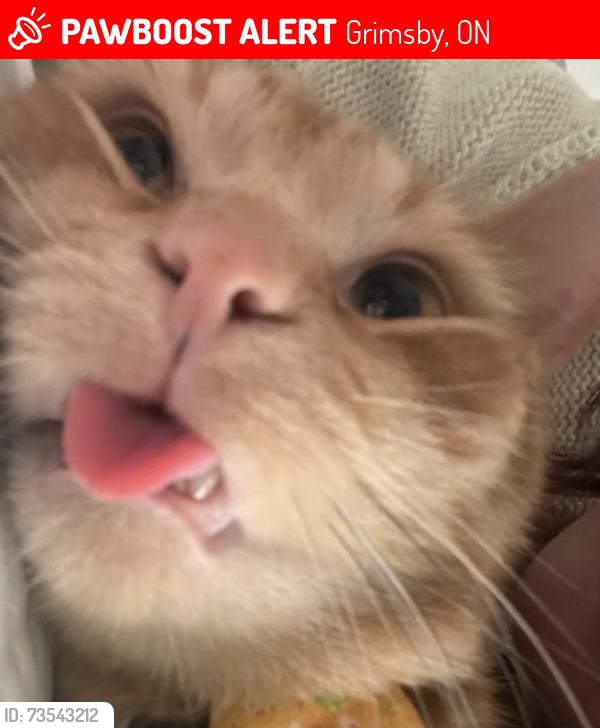 Lost Male Cat last seen Near Woodlawn Dr, Grimsby, ON 