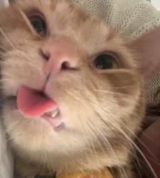 Lost Male Cat last seen Near Woodlawn Dr, Grimsby, ON 