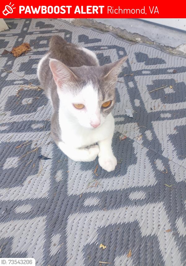 Lost Female Cat last seen Antioch Church Neighborhood, Richmond, VA 23231
