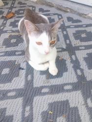 Lost Female Cat last seen Antioch Church Neighborhood, Richmond, VA 23231