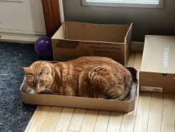 Reunited Male Cat last seen Near ave 176 street, Edmonton, AB T5T 3W2