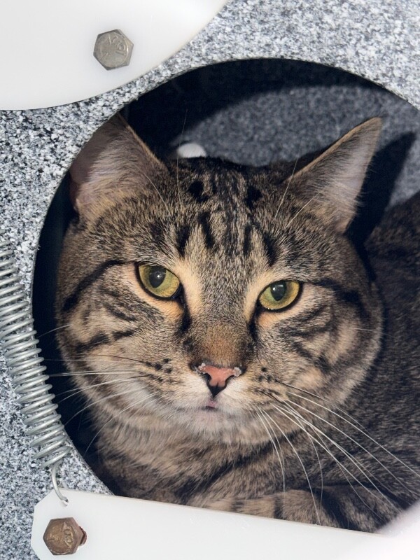 Shelter Stray  Cat last seen Near Candlewood Dr, Brooklyn Park, MN 55443, USA, 11350 89th Ave N, Maple Grove, MN 55369, USA