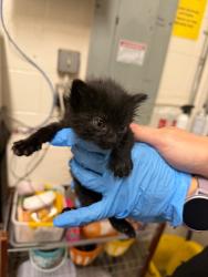 Shelter Stray Unknown Cat last seen Near E Oakleaf Ln N, North Salt Lake, UT 84054, USA, 1422 E 600 N, Fruit Heights, UT 84037, USA