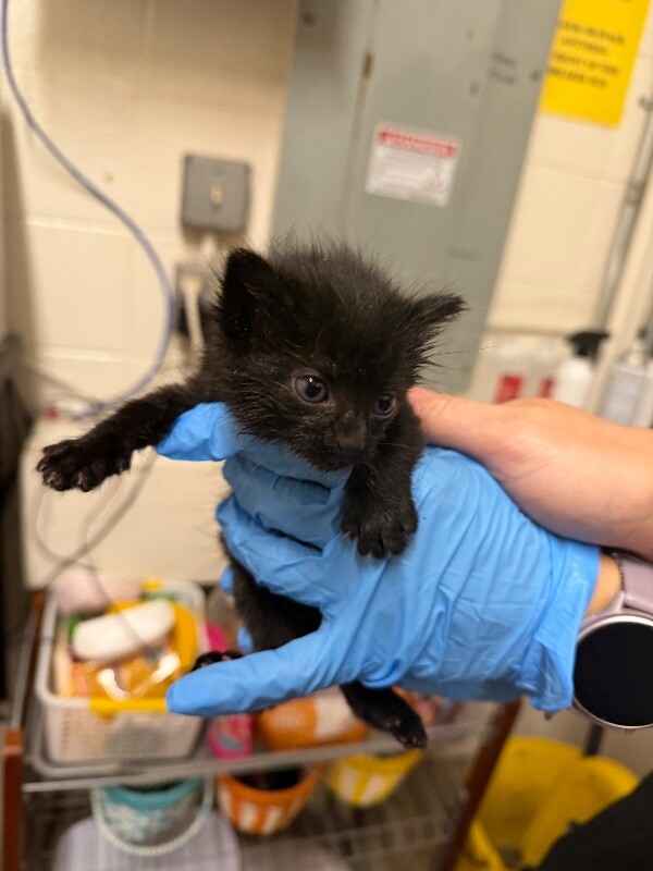 Shelter Stray Unknown Cat last seen Near E Oakleaf Ln N, North Salt Lake, UT 84054, USA, 1422 E 600 N, Fruit Heights, UT 84037, USA