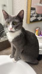 Reunited Female Cat last seen sanctuary at highland oaks, Tampa, FL 33610