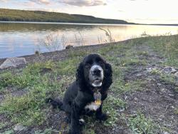 Reunited Female Dog last seen Becks Road by Bear Beach, Maple, WI 54854