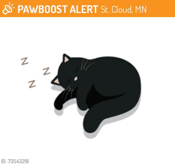 Found/Stray Unknown Cat last seen 33rd street between Clearwater road and Roosevelt road, St. Cloud, MN 56301