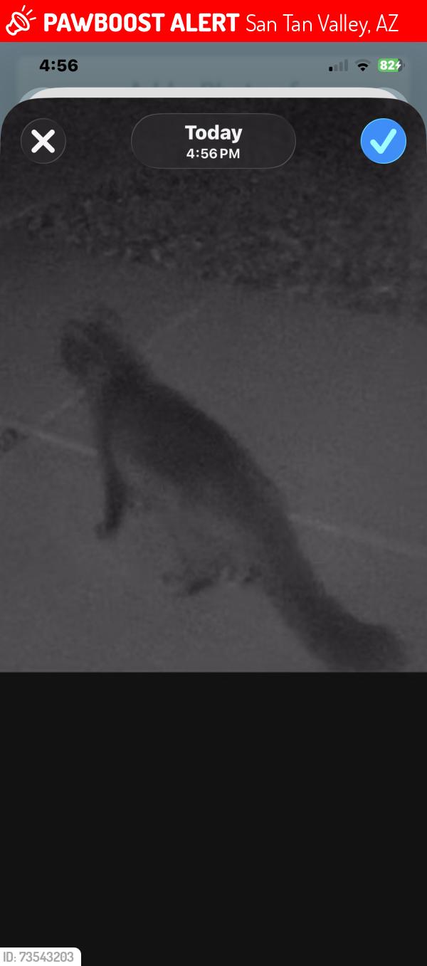 Lost Female Cat last seen Lead Way and Lapus, San Tan Valley, AZ 85142