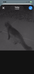 Lost Female Cat last seen Lead Way and Lapus, San Tan Valley, AZ 85142
