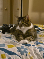 Lost Male Cat last seen Thomas and eglintonwest, Mississauga, ON L5M 5S4