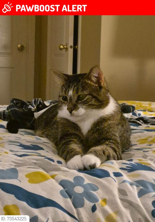 Lost Male Cat last seen Thomas and eglintonwest, Mississauga, ON L5M 5S4