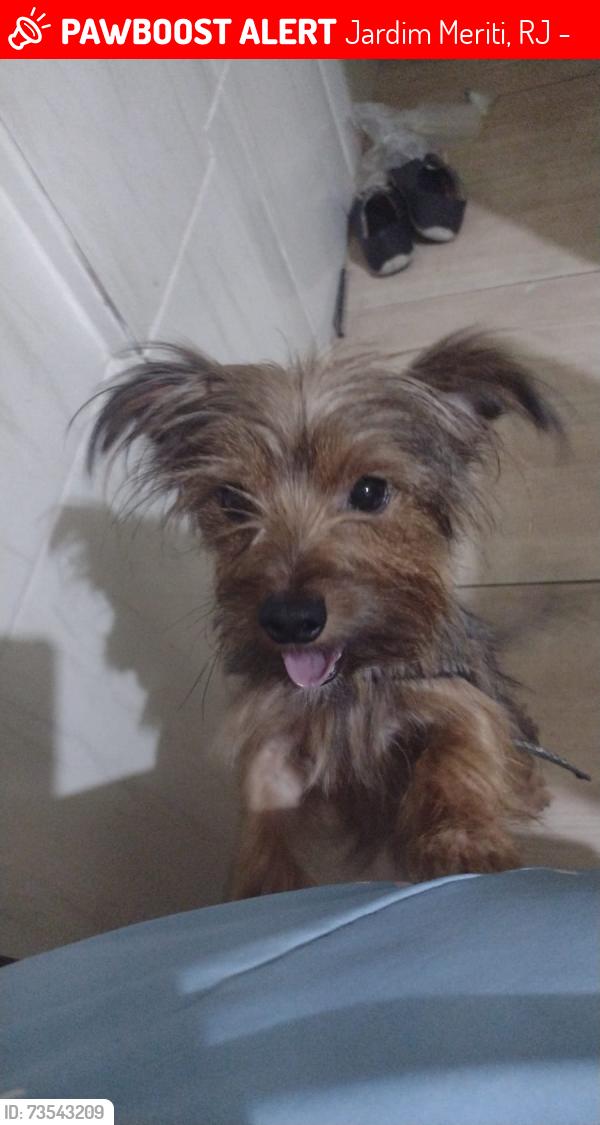 Lost Male Dog last seen Avenida Presidente Lilcon, Jardim Meriti, RJ 25555-501