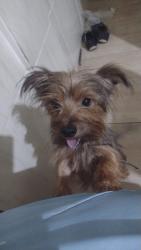Lost Male Dog last seen Avenida Presidente Lilcon, Jardim Meriti, RJ 25555-501