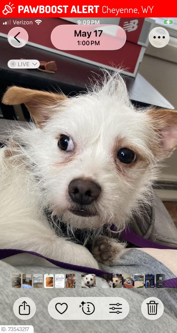 Lost Male Dog last seen Livingston Ave, Campstool Road and College Drive, Cheyenne, WY 82007