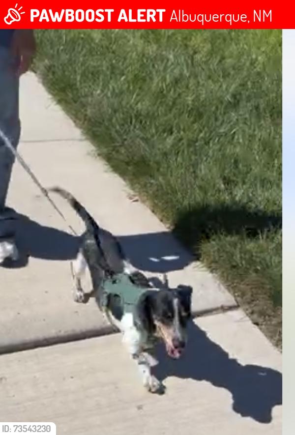 Lost Female Dog last seen 98th and Dennis chavez, Albuquerque, NM 87121