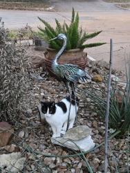 Reunited Female Cat last seen Kingsland, Katy, TX 77450