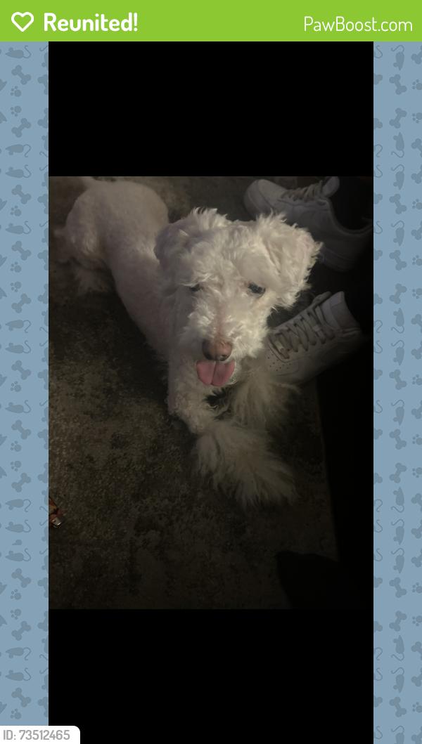 Reunited Male Dog last seen 236th st sw Mountlake terrace, 98043, Mountlake Terrace, WA 98043