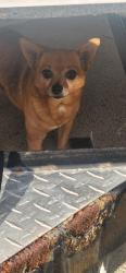Reunited Unknown Dog last seen Adam's & Bushard, Huntington Beach, CA 92646