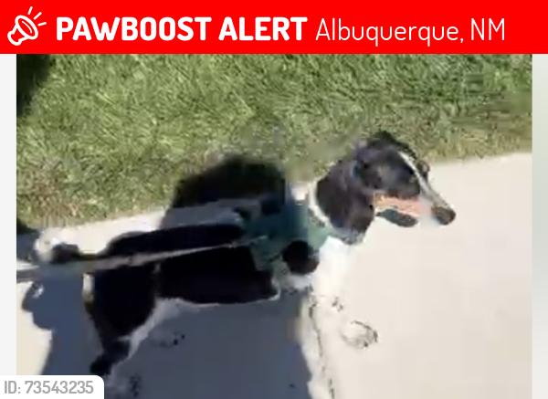 Lost Female Dog last seen Anderson hills, Albuquerque, NM 87121