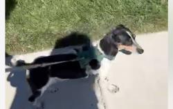 Lost Female Dog last seen Anderson hills, Albuquerque, NM 87121