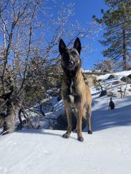 Lost Female Dog last seen Carson & Harvey, Long Beach, CA 90808
