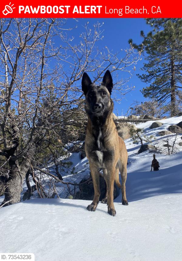 Lost Female Dog last seen Carson & Harvey, Long Beach, CA 90808