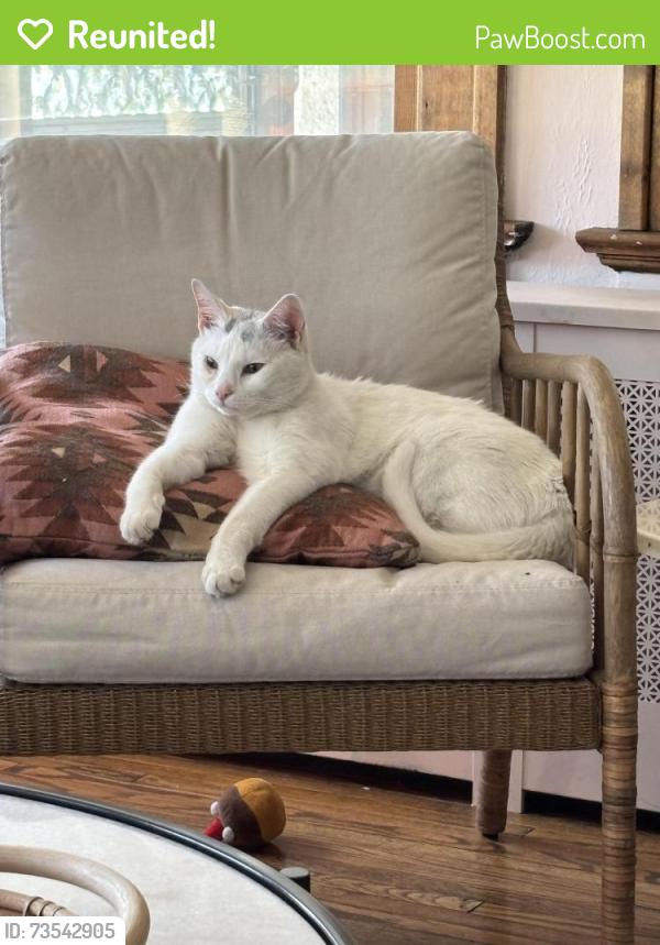 Reunited Male Cat last seen Cherry St. and Mettler St., Toledo, OH 43608