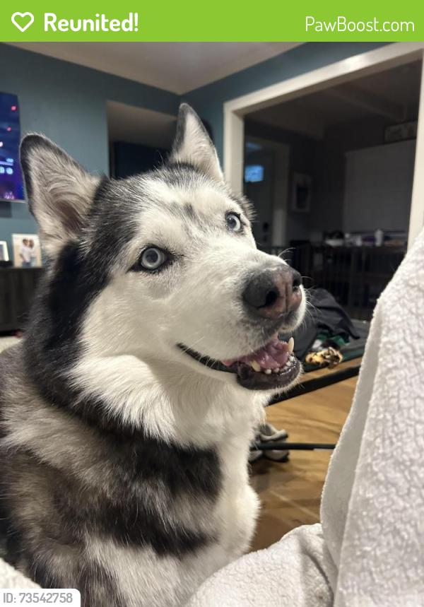 Reunited Female Dog last seen Del Mar/Deodar, Montclair, CA 91763