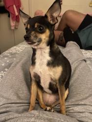 Lost Female Dog last seen Lee St & Brockden Dr, Mesquite, TX 75149
