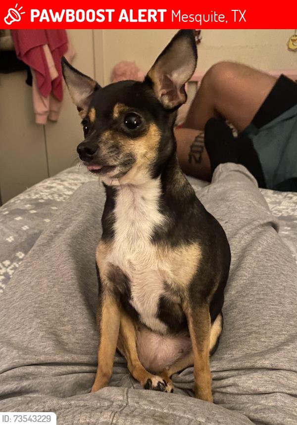 Lost Female Dog last seen Lee St & Brockden Dr, Mesquite, TX 75149