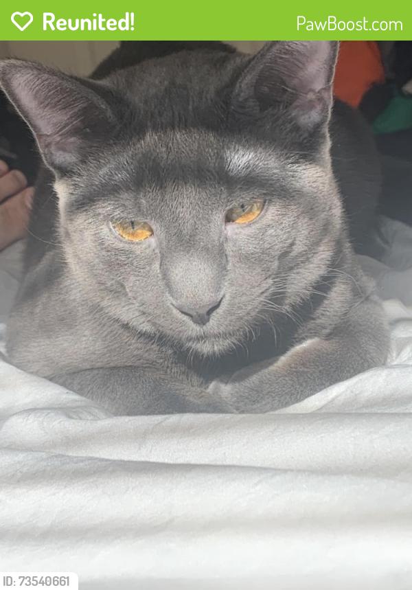Reunited Male Cat last seen Canes by nilles rd, Fairfield, OH 45014