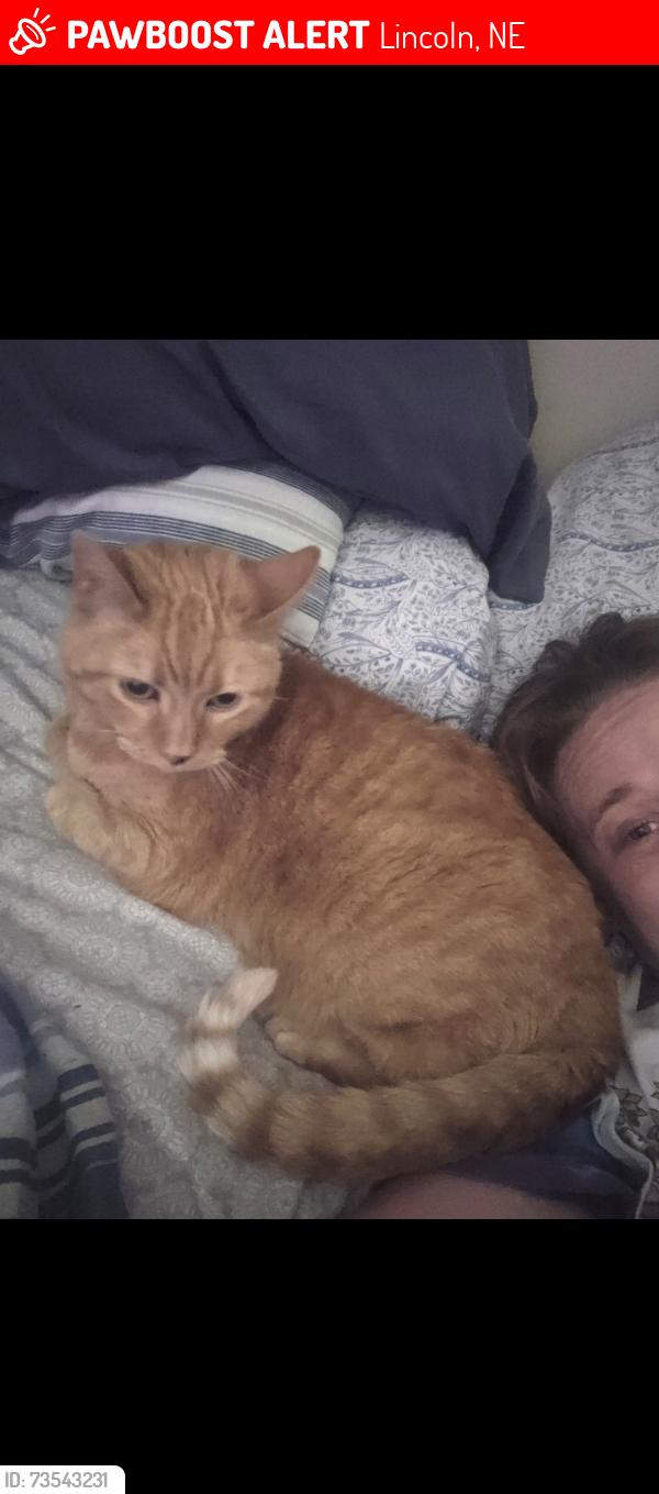 Lost Female Cat last seen 8th n Benton, Belmont area, Lincoln, NE 68521
