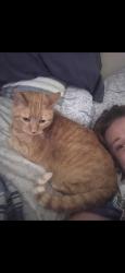 Lost Female Cat last seen 8th n Benton, Belmont area, Lincoln, NE 68521