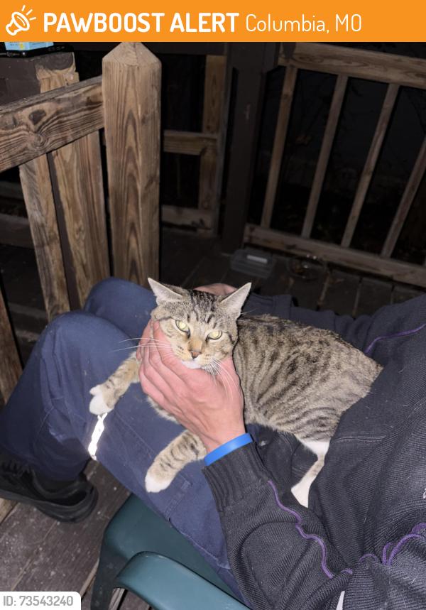 Found/Stray Male Cat last seen Keene, Columbia, MO 65202
