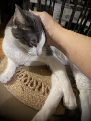 Reunited Male Cat last seen Easy Main Street and Route 94, Washingtonville, NY 10992