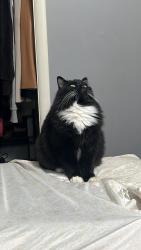 Lost Male Cat last seen Ball and N 8th st, Parma, ID 83660