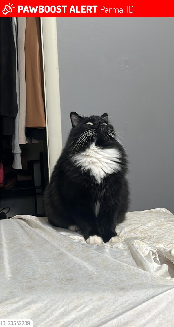 Lost Male Cat last seen Ball and N 8th st, Parma, ID 83660
