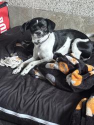 Lost Female Dog last seen Saticoy & Canoga Ave, Los Angeles, CA 91303