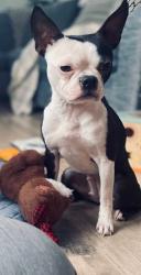 Lost Female Dog last seen Near avenue near Maurice Duplessis, Montréal, QC 