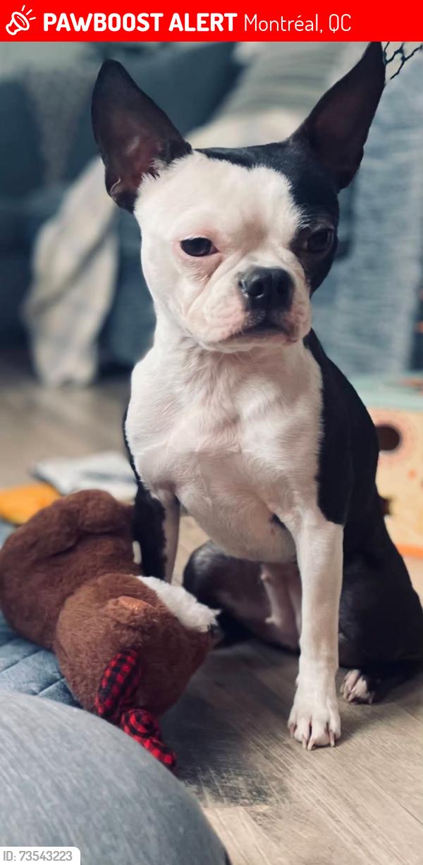 Lost Female Dog last seen Near avenue near Maurice Duplessis, Montréal, QC 
