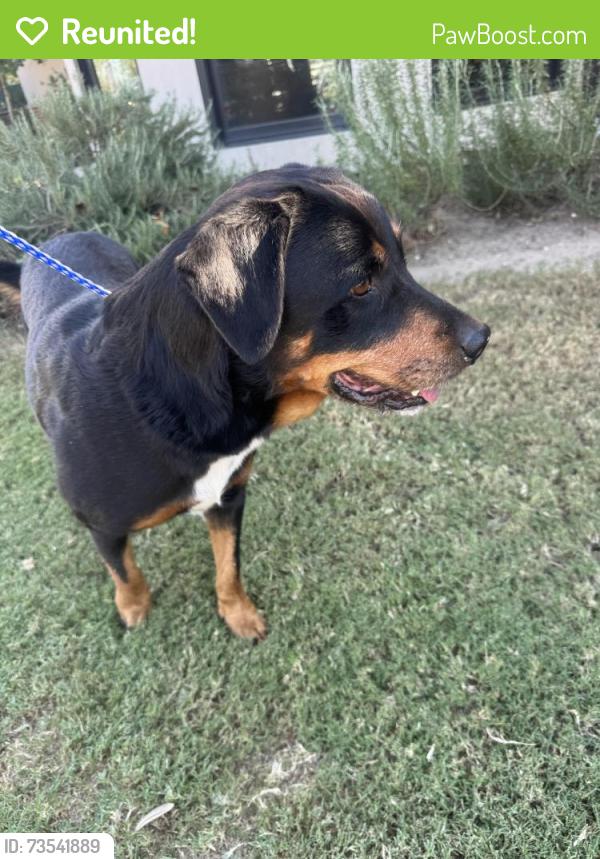 Reunited Female Dog last seen Glenmore Ave, Baton Rouge, LA 70808