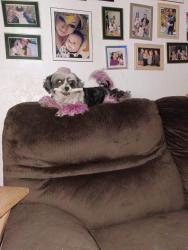 Reunited Female Dog last seen Hippie hill park, San Francisco, CA 94117