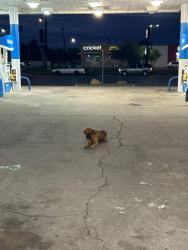 Found/Stray Unknown Dog last seen Stripes Gas Station, Harlingen, TX 78550