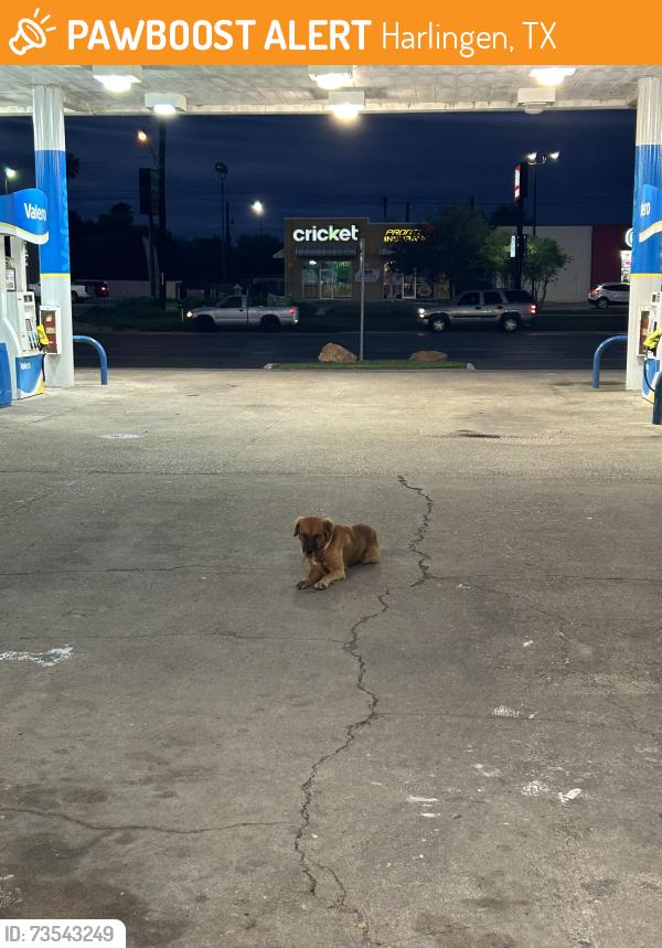 Found/Stray Unknown Dog last seen Stripes Gas Station, Harlingen, TX 78550
